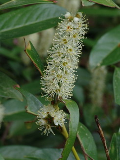 Prunus laurocerasus, Kirsch-Lorbeer, Färberpflanze